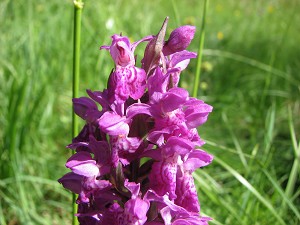 orchis elata x majalis